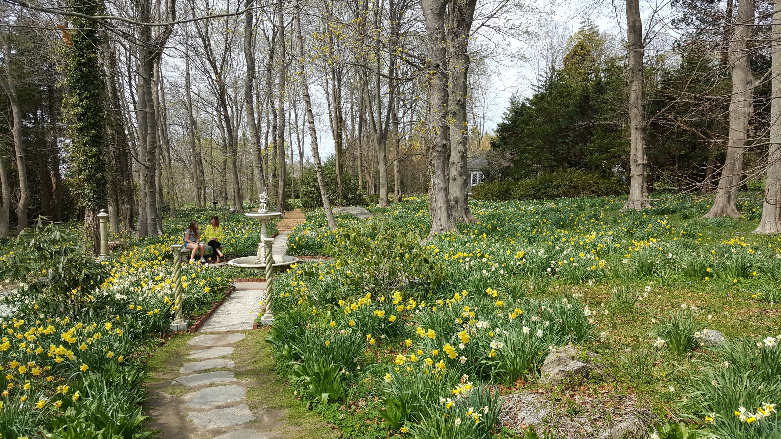 Daffodils at Blithewold Gardens - a view included in the Magnificent Gardens of Rhode Island Tour.