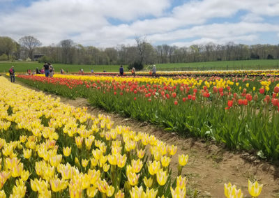 Fields of colorful tulip flowers at the Wicked Tulips Farm, RI.