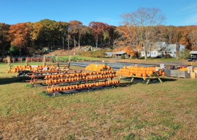 Pumpkins on the table for sale at the Appleland Orchard - an activity included in the Autumn in New England Tour.