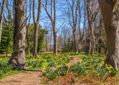 Daffodils blooming at Blithewold Gardens - a view included in the Magnificent Gardens of Rhode Island Tour.