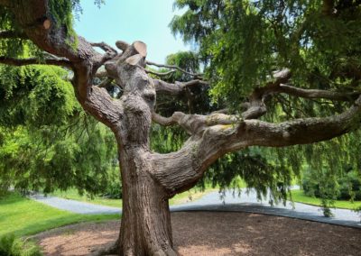 Exotic Hemlock trees make up the Blithewold Garden - a destination included in the Magnificent Gardens of Rhode Island Tour.