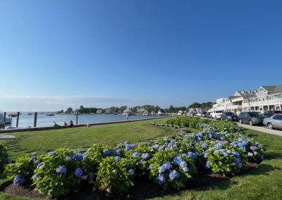 Garden of blue Hydrangea near the harbor, RI.