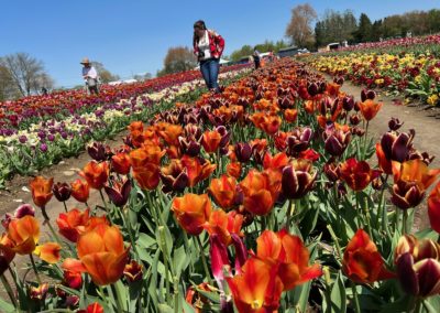 Colorful Tulips fully boomed at the Wicked Tulips Flower Farm - a destination included in the Springtime in New England Tour.