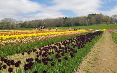 Springtime in New England