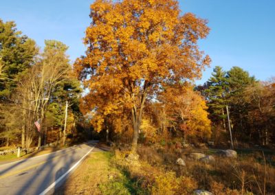 Maple colored leaves and grasses in New England - an experience included in the Autumn in New England Tour.