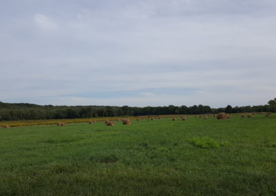 Green grass field at the Young Family Farm - a view included in the Come Away to the Quiet Coast Tour.