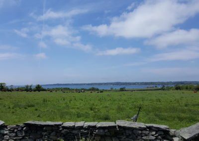 Cows roaming the green fields at West Place Animal Sanctuary - a view included in the Come Away to the Quiet Coast Tour.