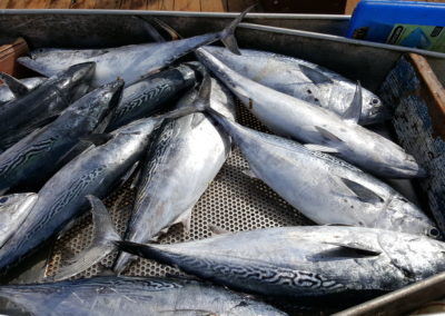 Dozens of big fish caught by fisherman - a view included in the Come Away to the Quiet Coast Tour.