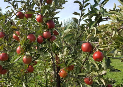 View of Apples ready for picking - an activity included in the Autumn in Nnew England.